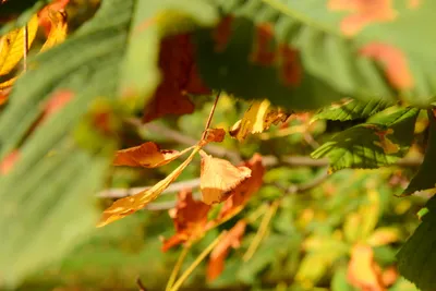 DSC_0460 (Large).JPG